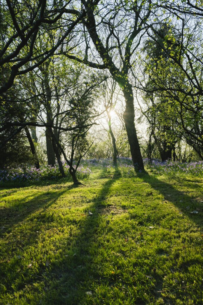 The sun shines through trees and grass in a park